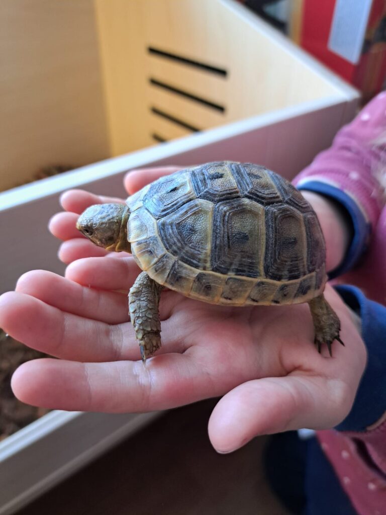 Die Schildkröten sind zurück!